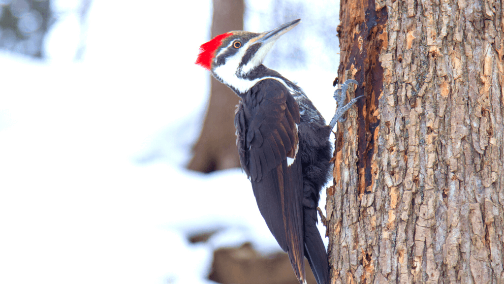 A pilleated woodpecker perched on a dead tree trunk.
