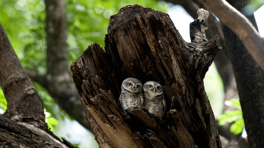 Two small owls perched inside a hallowed out dead tree.
