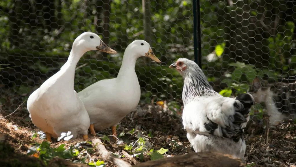 Two ducks and a hen walking around on a homestead.