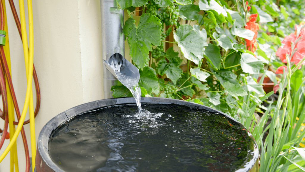 A gutter pouring rainwater into a barrel for water collection on a homestead.
