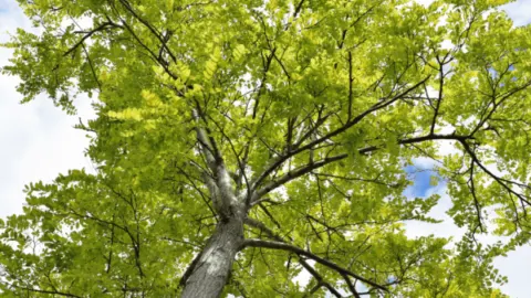 The Amazing Ash Tree