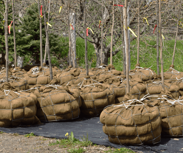 Burlap wrapped trees at a nursery