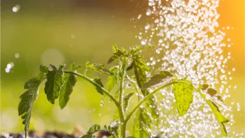 Be Kind To Your Plants; Let Them Get Thirsty