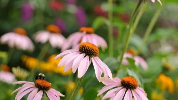 Plant Perennials