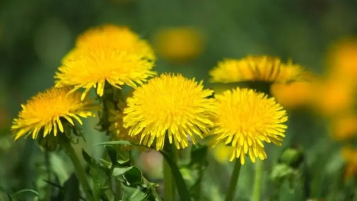 Learn From Your Weeds