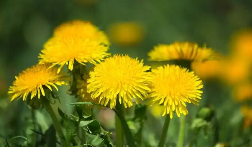 Cluster of yellow dandelions growing together.