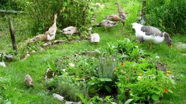 What Is Permaculture? An Introduction To Regenerative Gardening