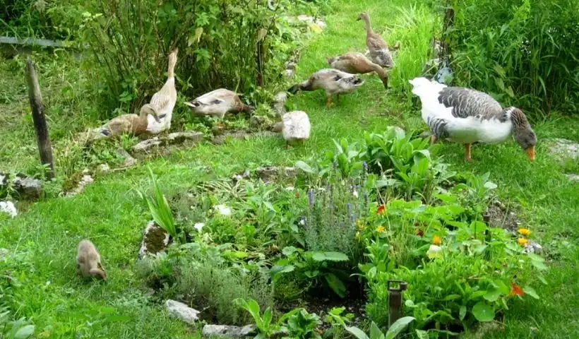 Ducks and geese foraging for bugs in a garden.