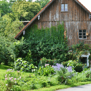 An old farmhouse with vines and plants growing in the front yard.