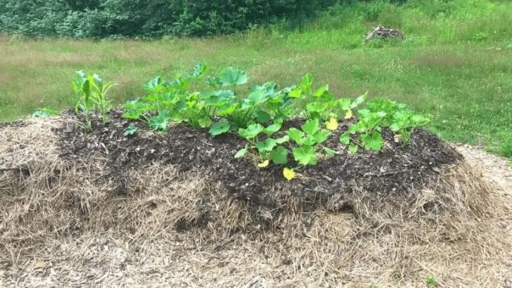 What Is Hugelkultur Gardening?