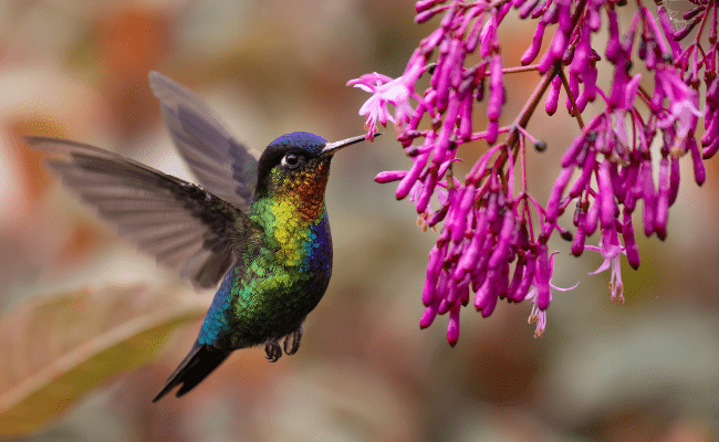 A hummingbird hovering at a pink flowering tree.