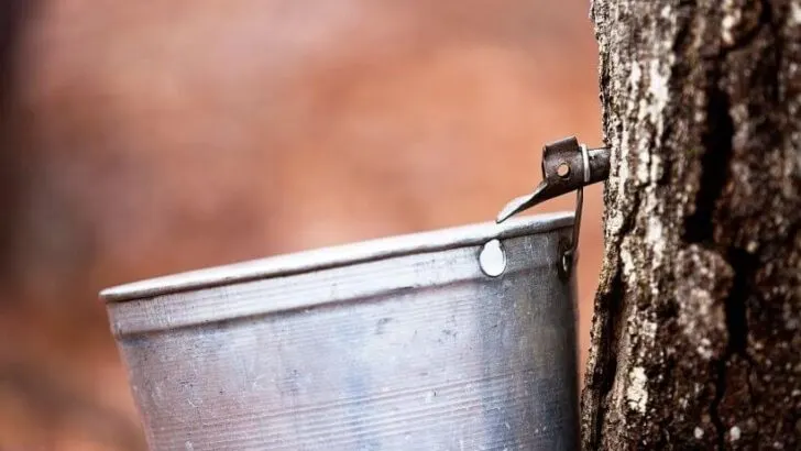 Learn The Secret Of Sap