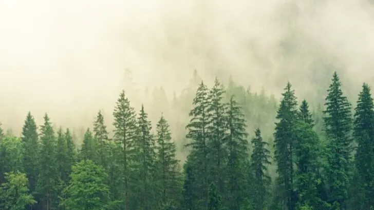 Forests Are Our Future