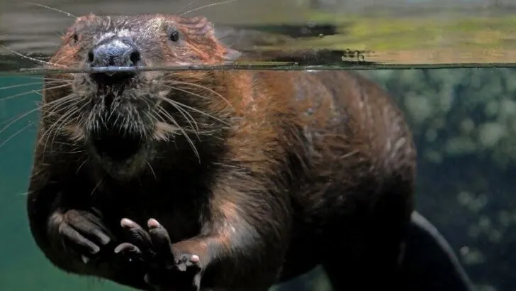 Beavers: Nature’s Underappreciated Ecosystem Architect
