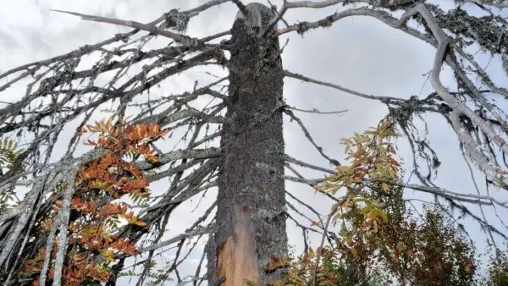 The Paradox of A Rotting Forest
