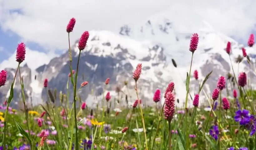 A field of wildflowers in front of snow mountaintops.