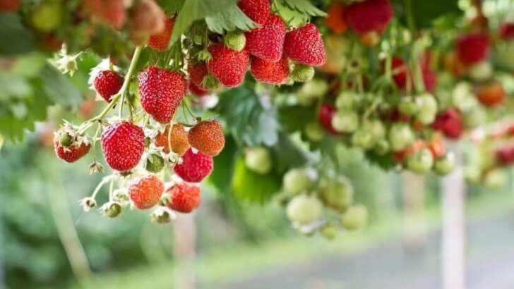 Secrets of Strawberries