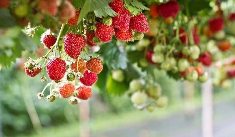 Hanging strawberries