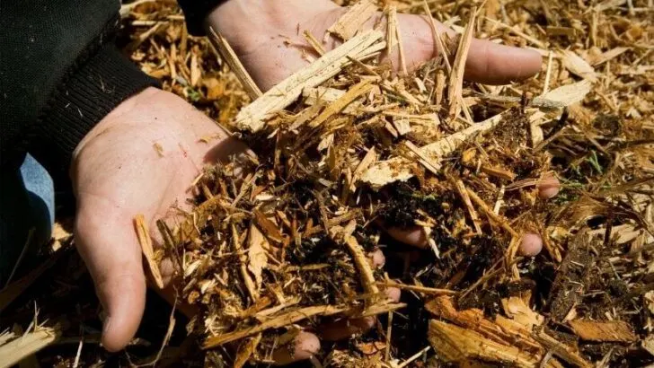 Dos & Don’ts of Mulch